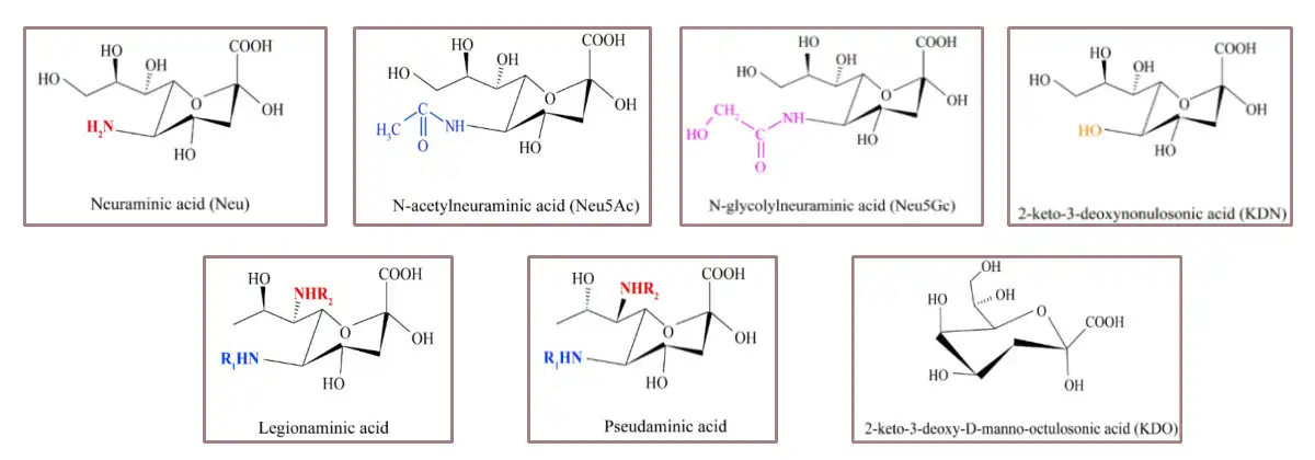 Sialic Acid Powder Offer.jpg